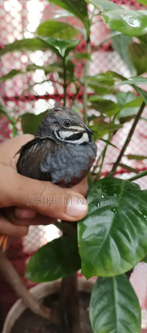 Some King Quail Birds For Sale