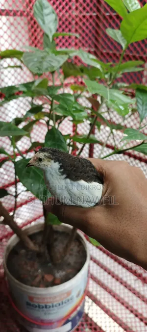Some King Quail Birds For Sale