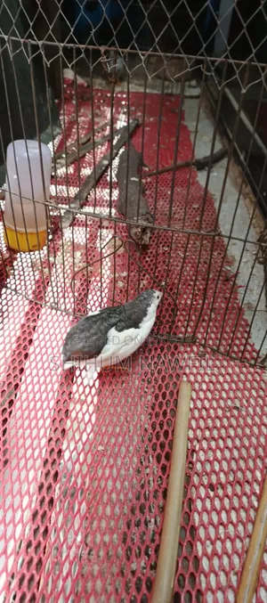 Some King Quail Birds For Sale