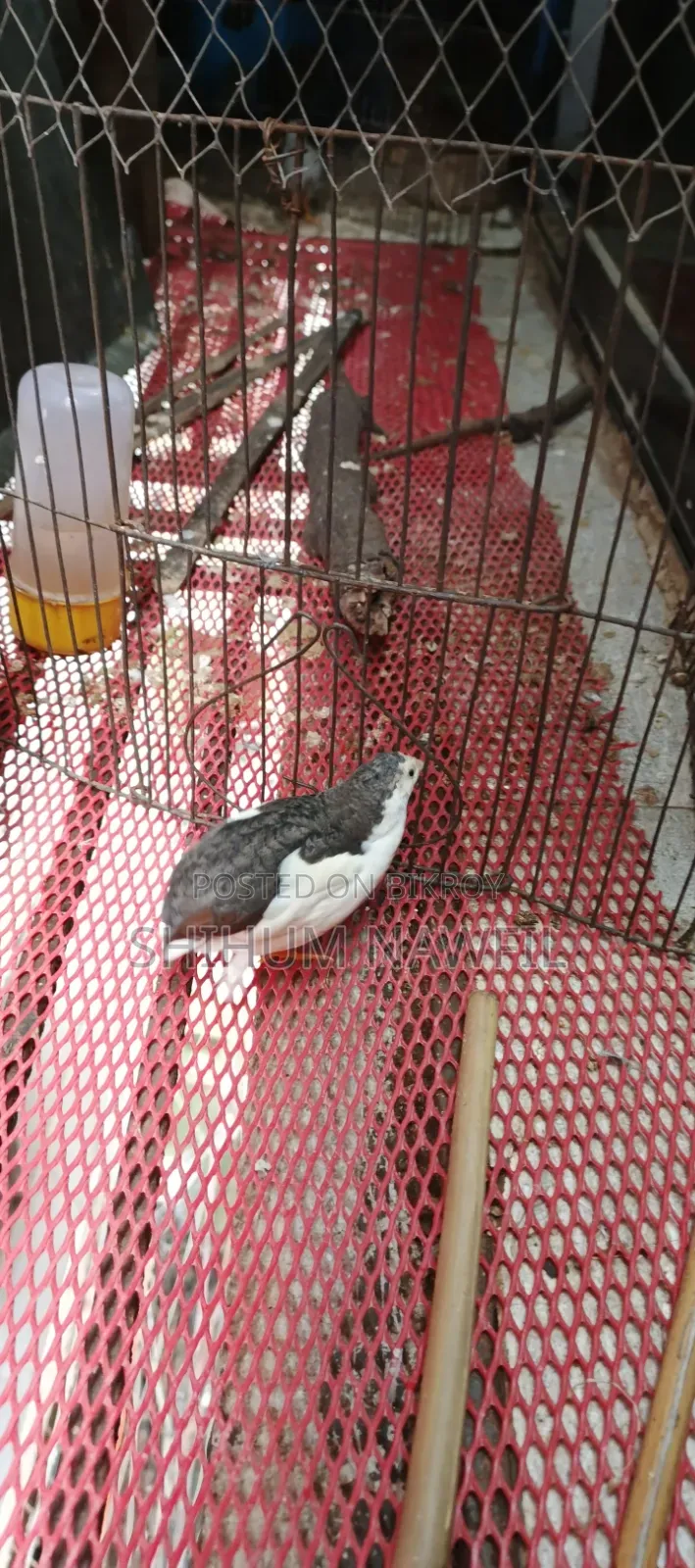 Some King Quail Birds For Sale