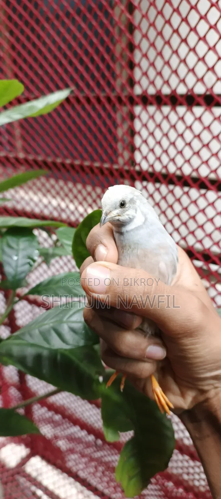 Some King Quail Birds For Sale