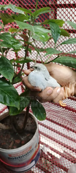 Some King Quail Birds For Sale
