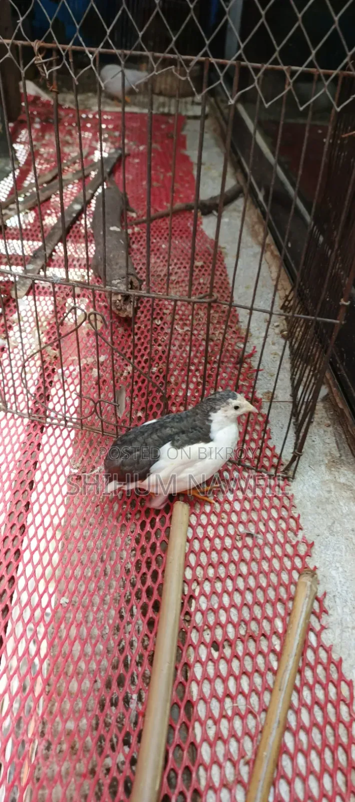 Some King Quail Birds For Sale