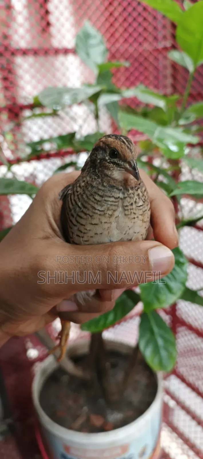 Some King Quail Birds For Sale