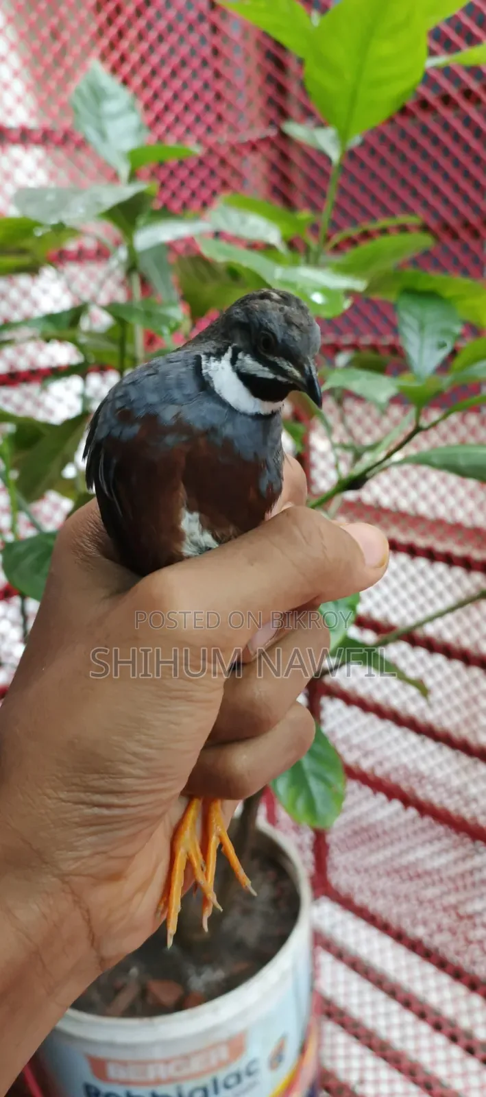 Some King Quail Birds For Sale