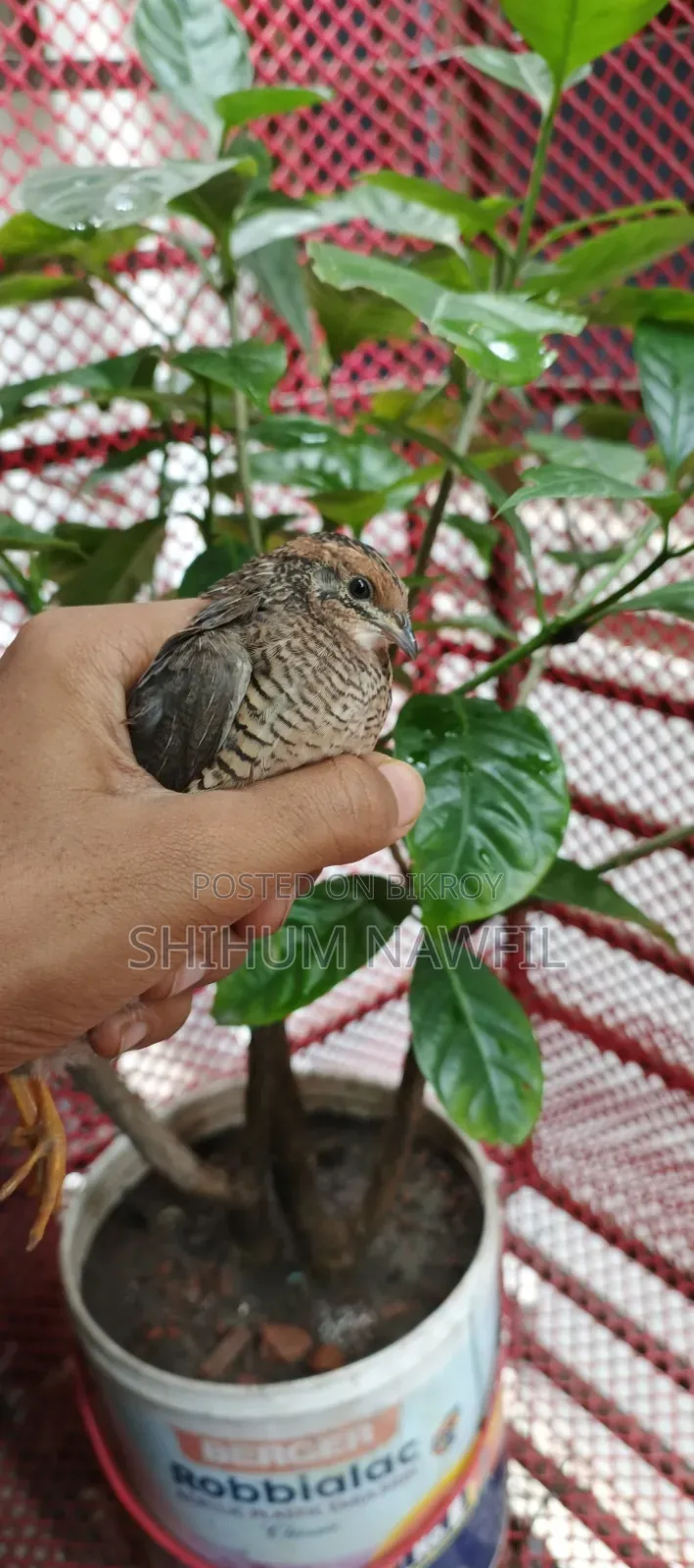 Some King Quail Birds For Sale