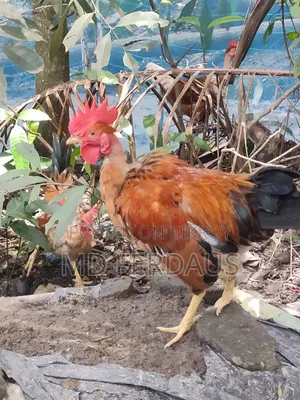 Original Deshi Naked Neck Rooster