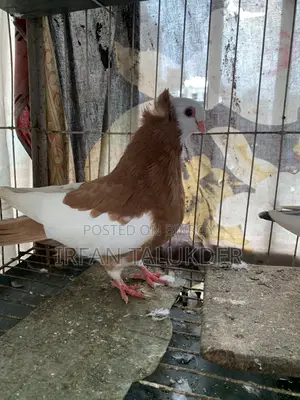 Carmona Pigeon