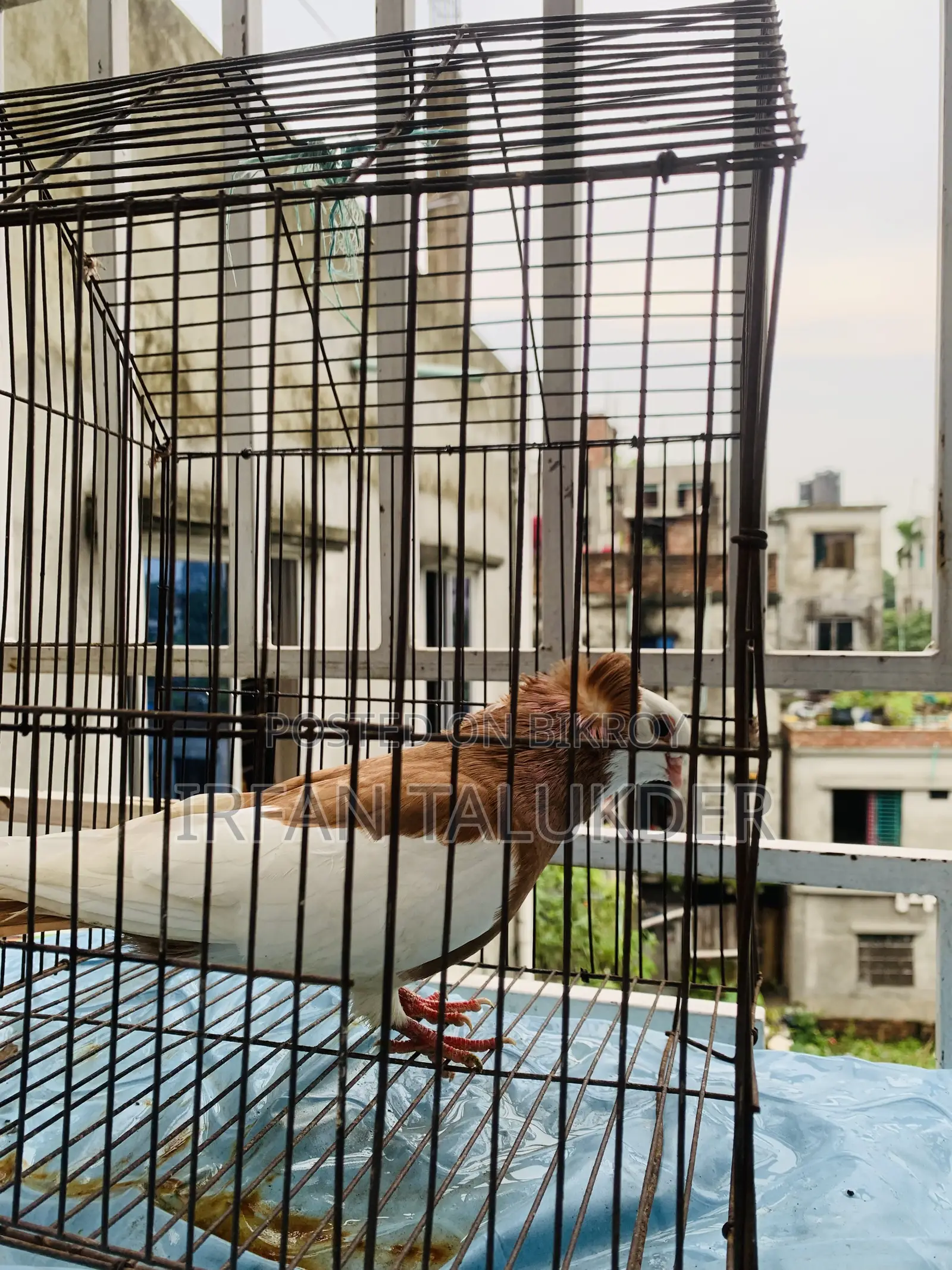 Carmona Pigeon