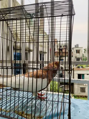 Carmona Pigeon