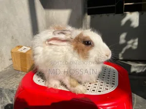 Foreign Rabbit