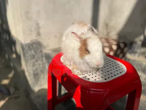 Foreign Rabbit