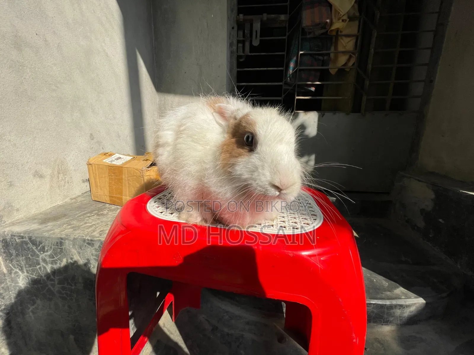 Foreign Rabbit