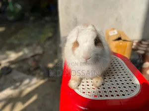 Foreign Rabbit