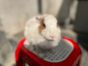 Foreign Rabbit