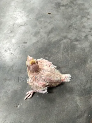 Cockatiel Bird