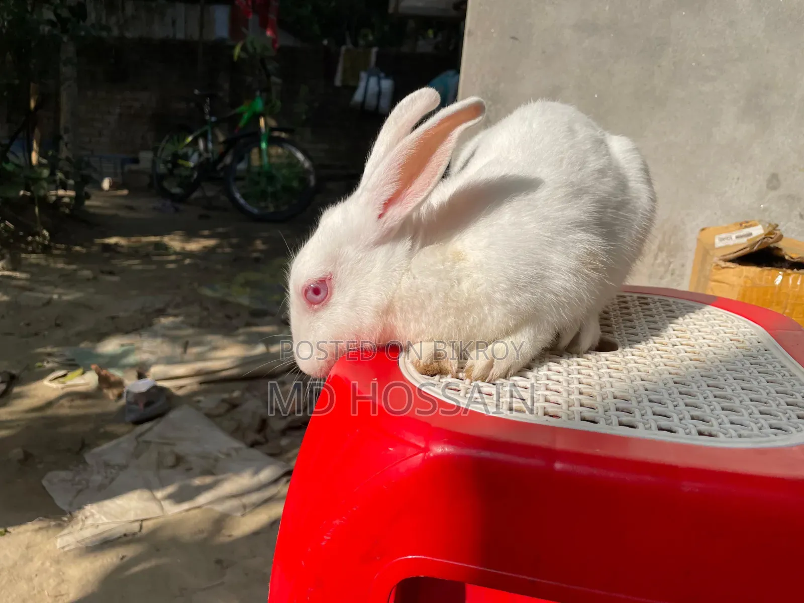 Foreign Rabbit