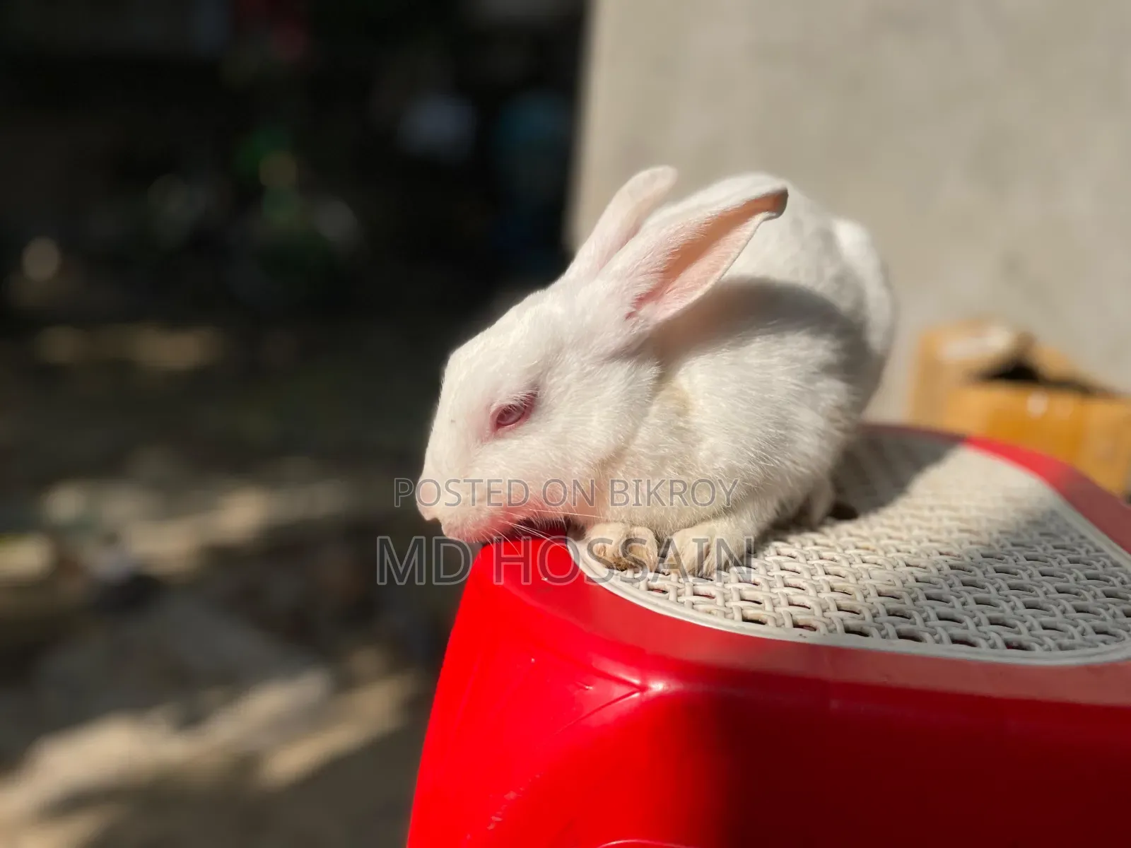 Foreign Rabbit