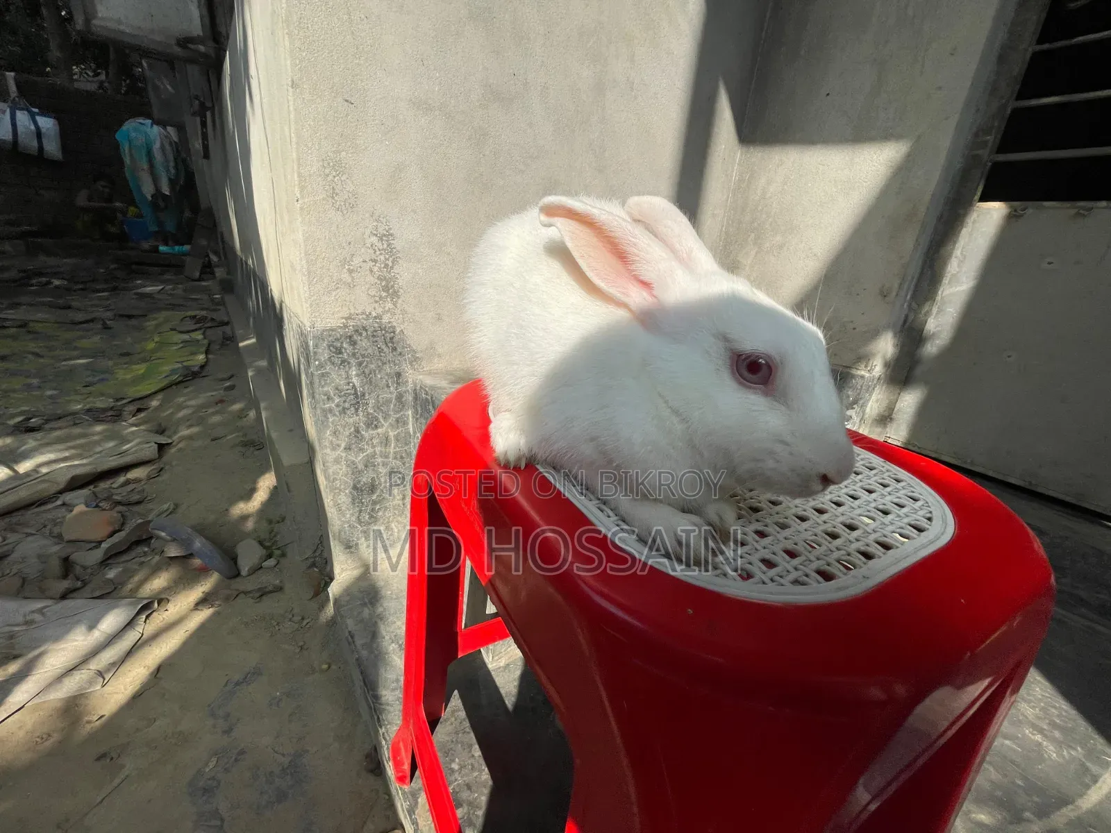 Foreign Rabbit