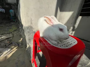 Foreign Rabbit