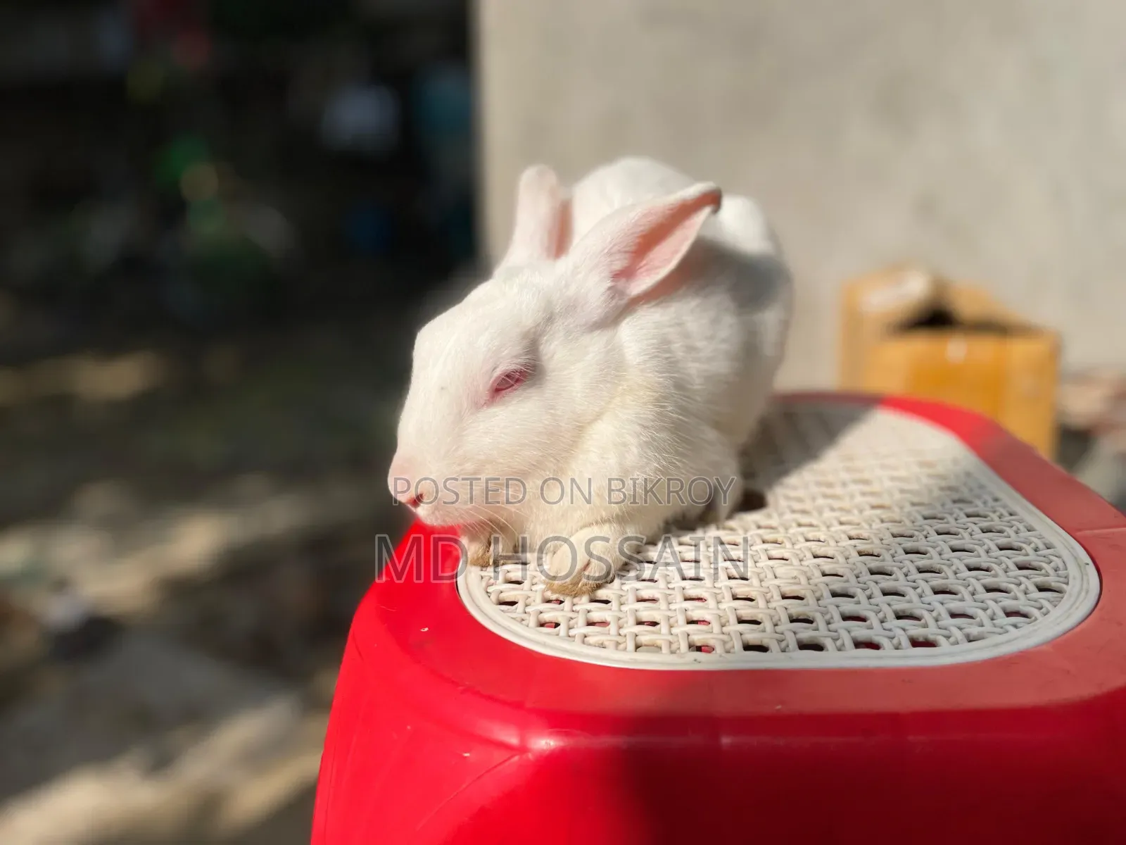 Foreign Rabbit