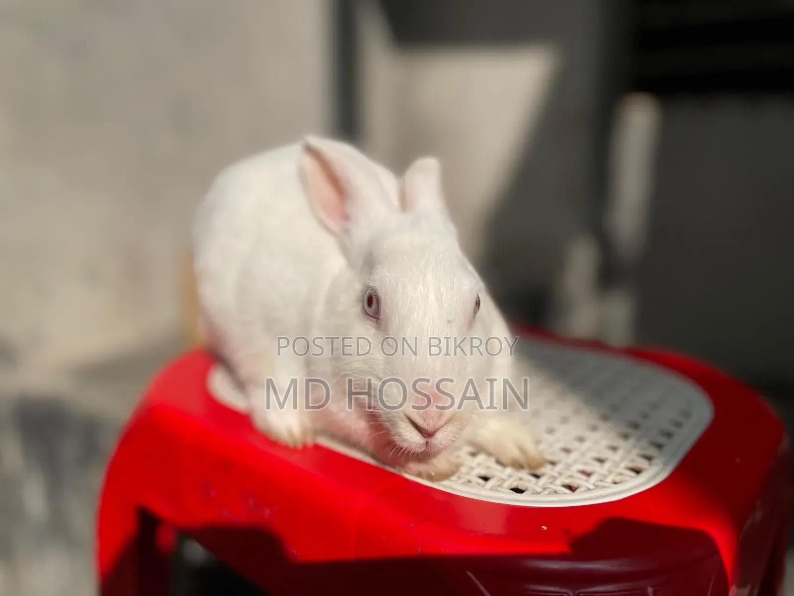 Foreign Rabbit