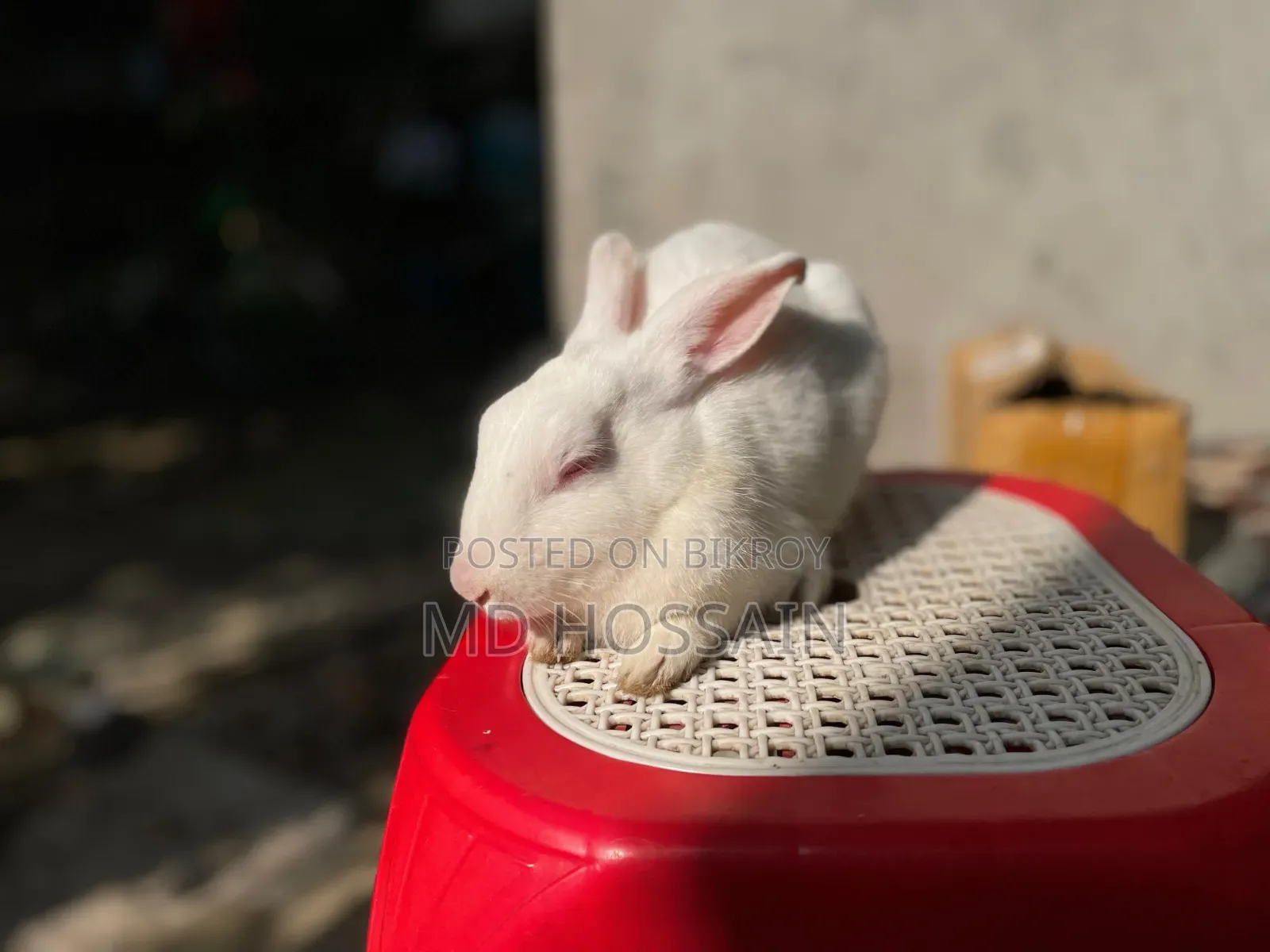 Foreign Rabbit