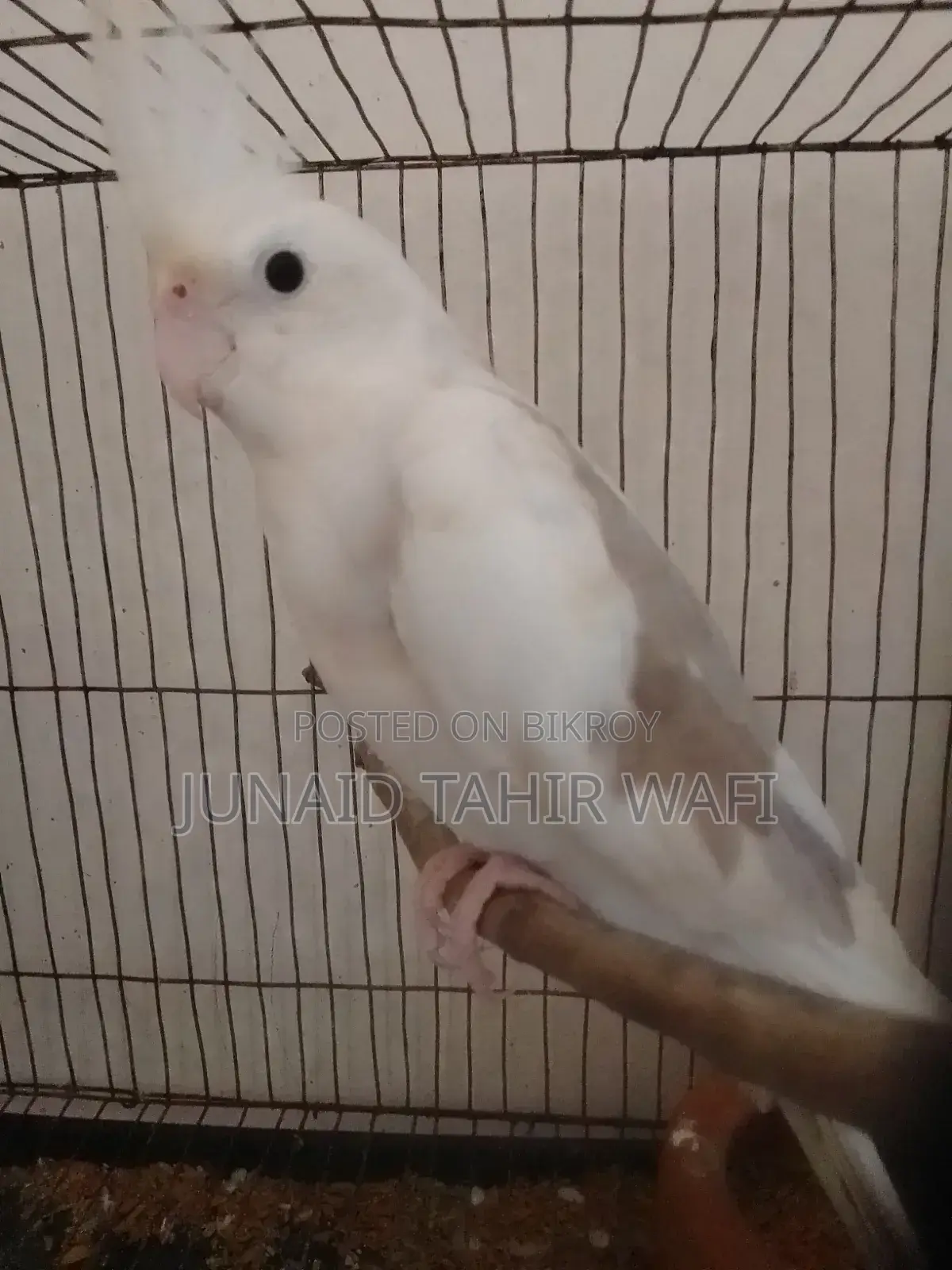 Tame Cockatiel