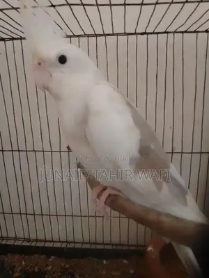 Tame Cockatiel