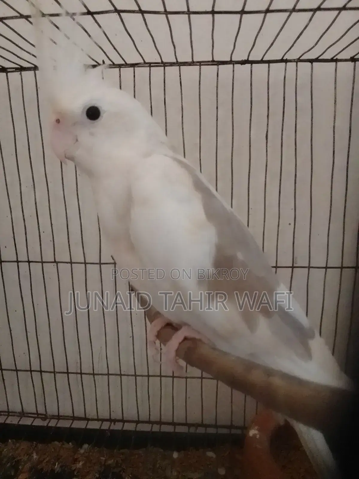 Tame Cockatiel