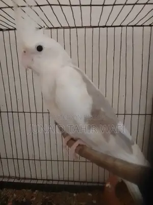 Tame Cockatiel