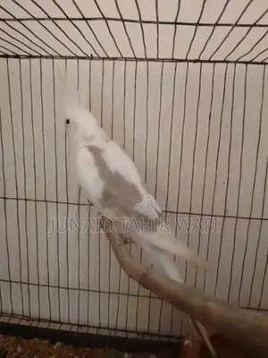 Tame Cockatiel