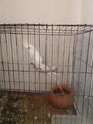 Tame Cockatiel