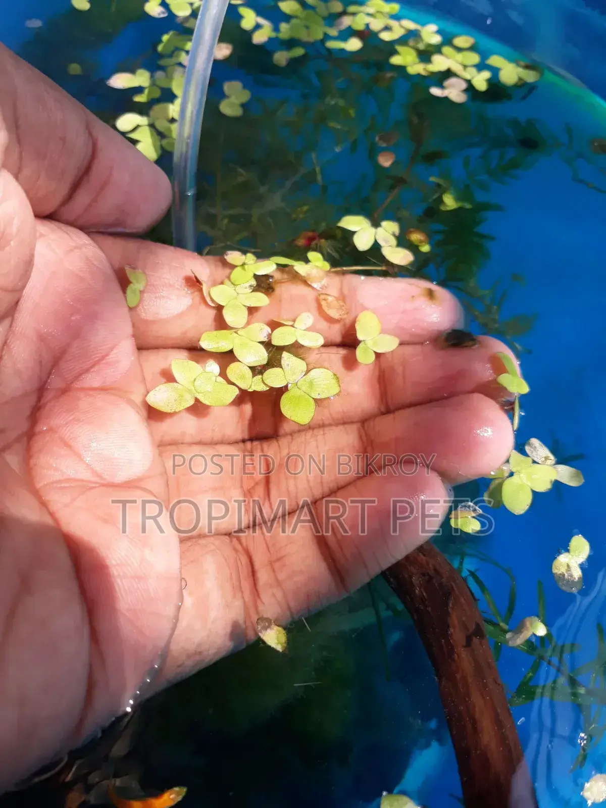 অ্যাকোয়ারিয়ামের জন্য ১ পট জায়ান্ট ডাকউইড (স্পিরোডেলা)