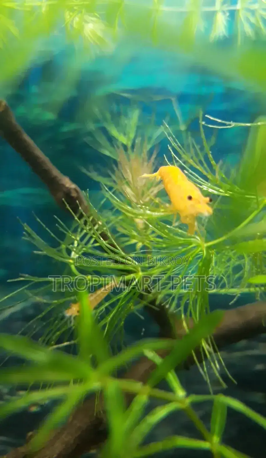 One Pair | Sakura Orange High Grade Cherry Shrimp.