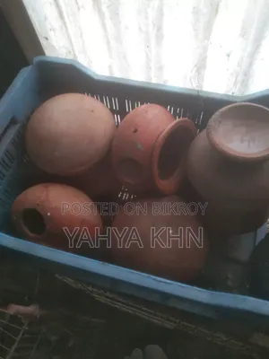 কিছু বাজিগার পাখির হাড়ি এবং পিলটার বিক্রি করা হবে