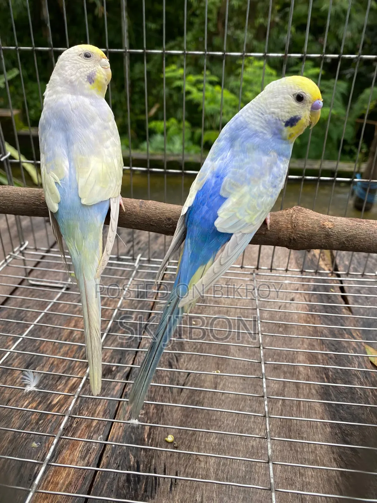 Rainbow Running Pair