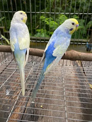 Rainbow Running Pair