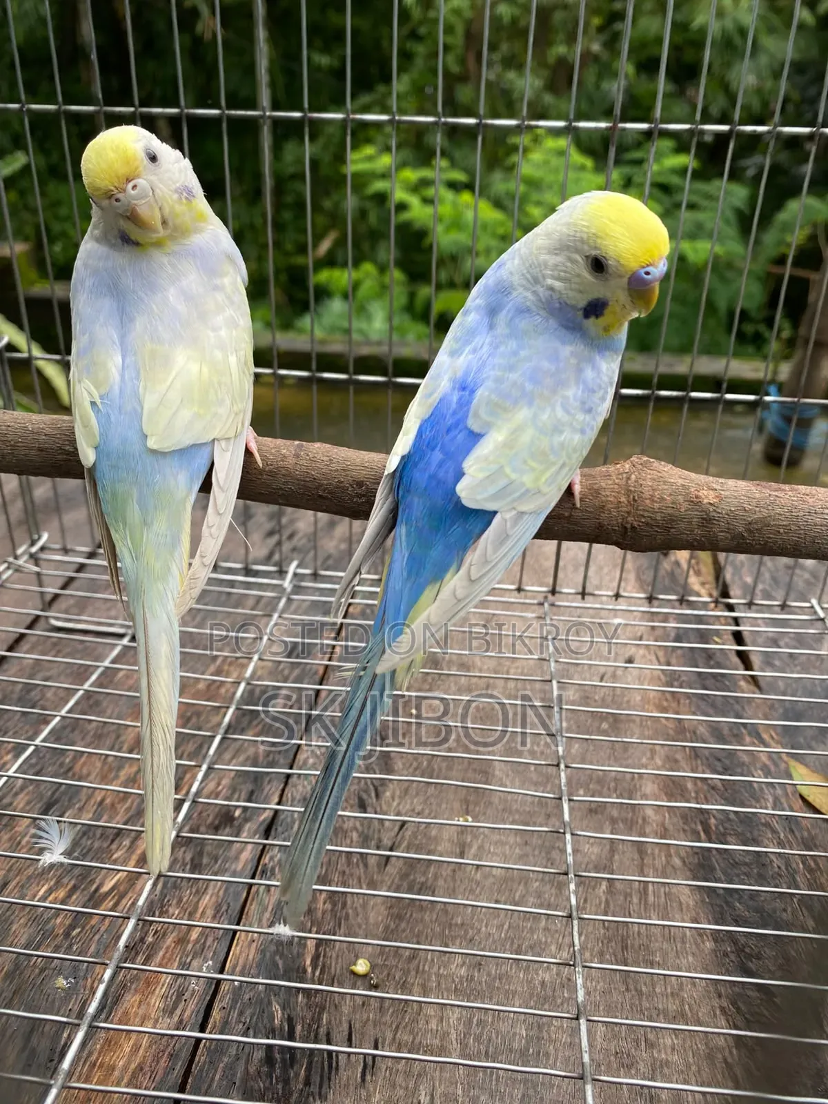 Rainbow Running Pair