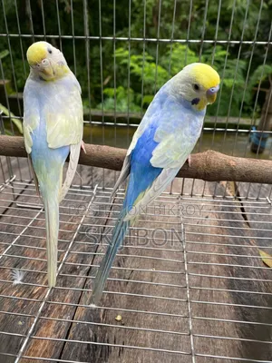 Rainbow Running Pair