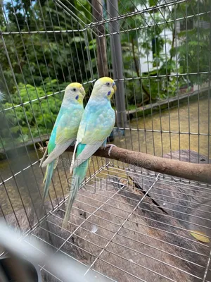 Rainbow Running Pair