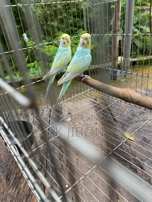 Rainbow Running Pair
