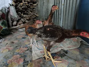 Asil Chicken
