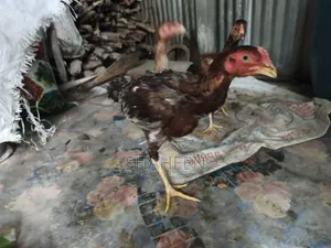 Asil Chicken