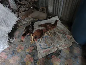 Asil Chicken