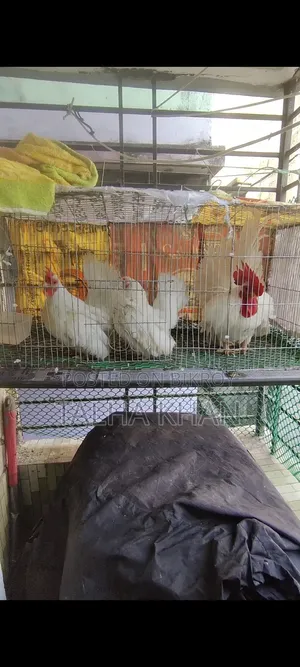 White Tail Japanese Bantam.
