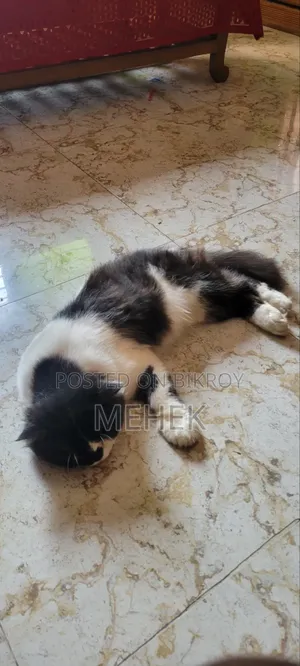 ১+ বছরের পুরুষ মিশ্র জাতের পার্সিয়ান