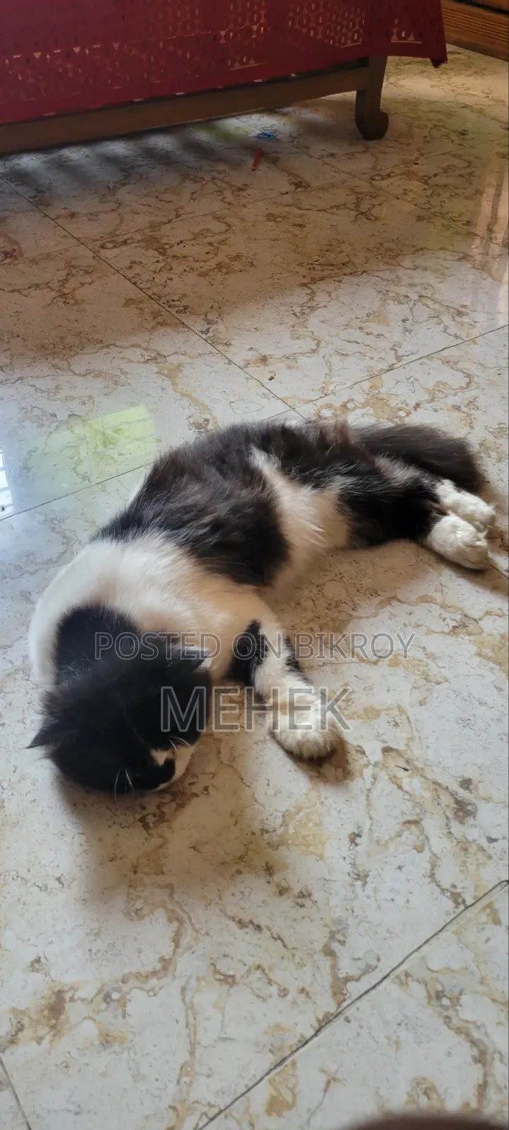 ১+ বছরের পুরুষ মিশ্র জাতের পার্সিয়ান