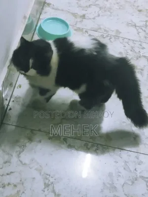 ১+ বছরের পুরুষ মিশ্র জাতের পার্সিয়ান
