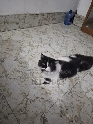 ১+ বছরের পুরুষ মিশ্র জাতের পার্সিয়ান